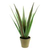 Europalms Aloe-Vera rostlina, 60 cm