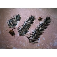 Europalms Kokosový palmový list střední, 110 cm, 12 ks