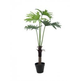 Europalms Filodendron palma, 120 cm