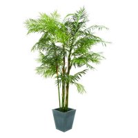 Europalms Cykasová palma, 280 cm