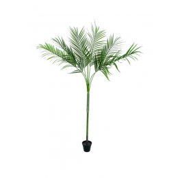 Europalms Areca palma s velkými listy, 180 cm