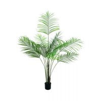 Europalms Areca palma s velkými listy, 185 cm