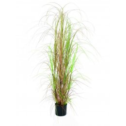 Europalms Trs okrasné trávy v květináči, 150 cm
